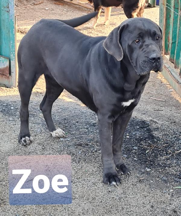 Zoe Giovane Cane Corso Femmina